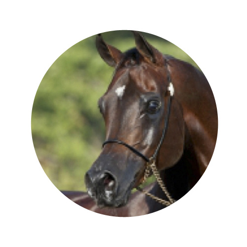 EGC2901A: Horse Centre 25mm